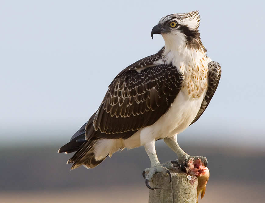 A 6aguila pescadora
