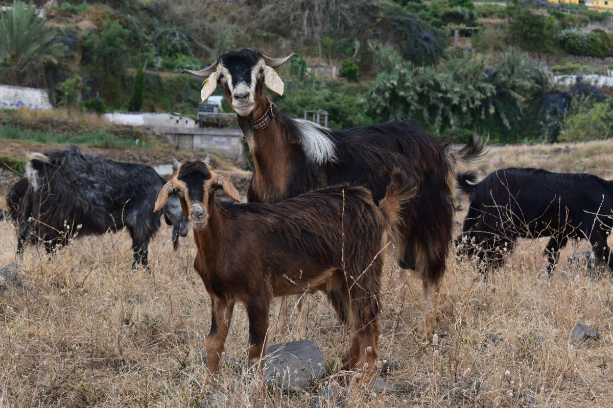 Cabras en el norte de Tenerife