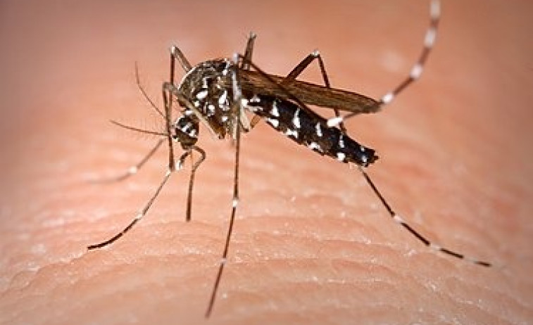 Mosquito Aedes albopictus