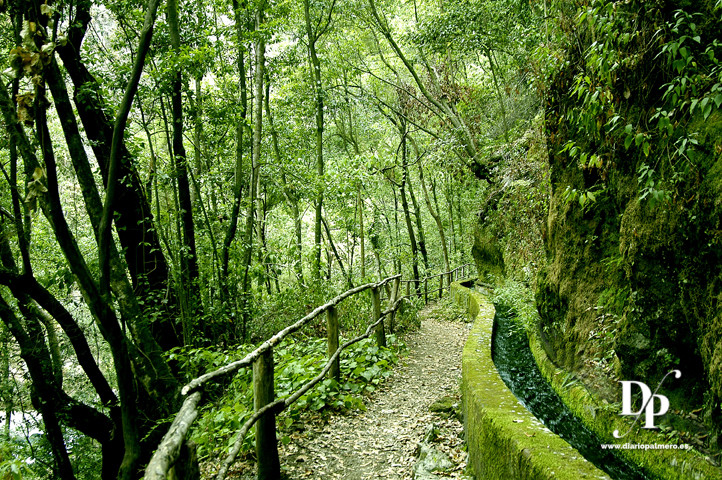 PR LP 6 LaPalma Bosque de Los Tilos PilarFernández