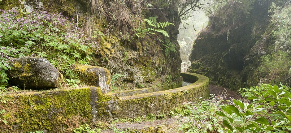 Nacientes marcos y cordero la palma 4