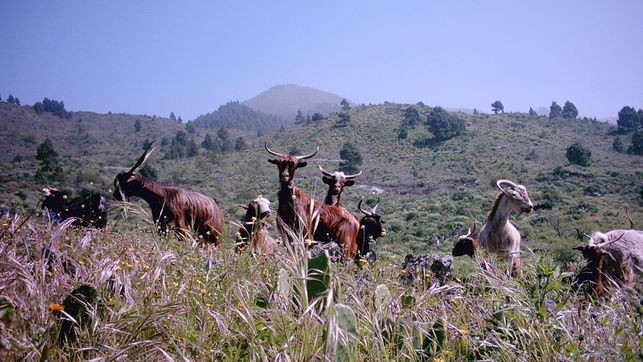 Cabras palmeras EDIIMA20161122 0150 24