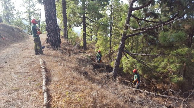 Cortafuegos montes La Palma EDIIMA20171102 0711 19