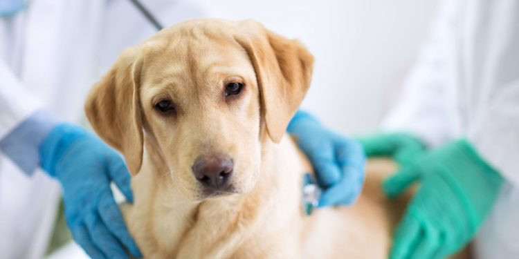 Perro envenenado 750x375