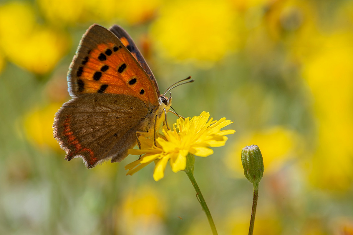 Lycaena Phlaeas Manuel Arechavaleta