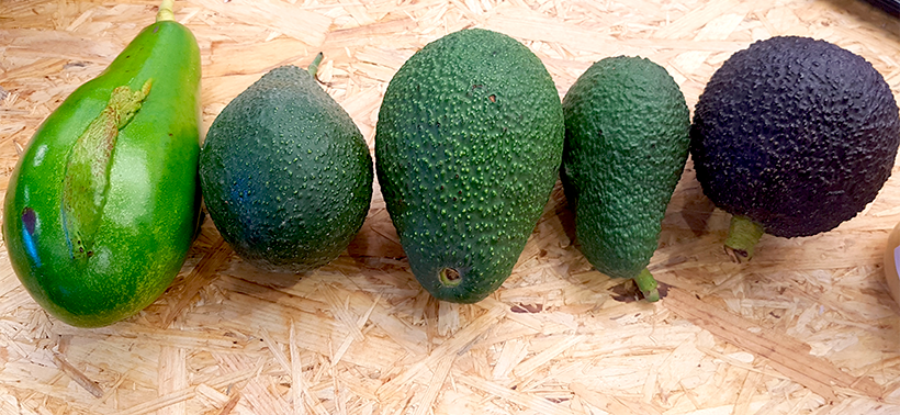 Aguacates