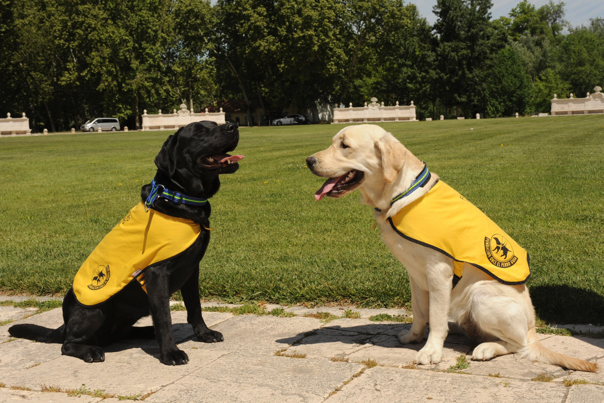 Perros Guu00eda con chaleco