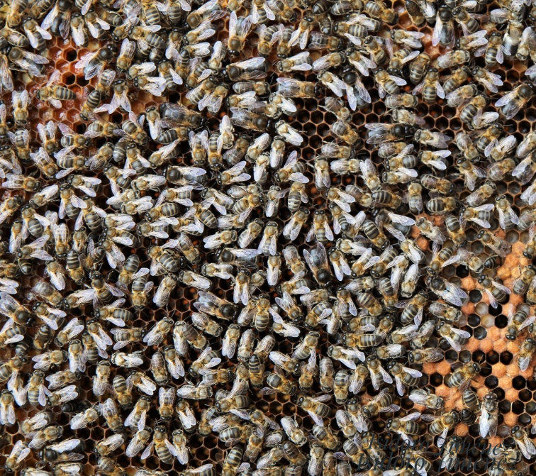 Abeja negra
