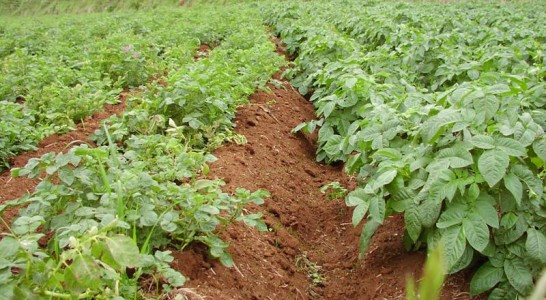Imagen de una plantación de papas 546x300