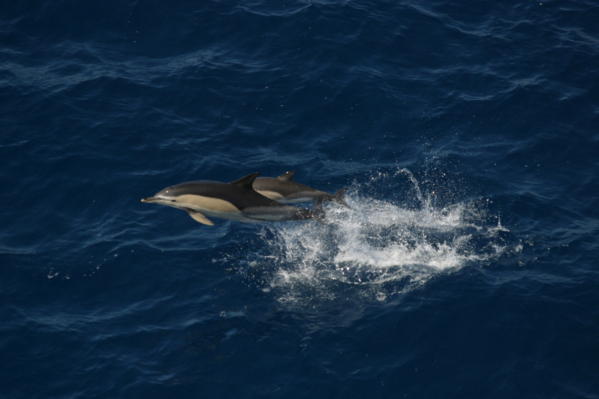 Dylan Walker common dolphin 2