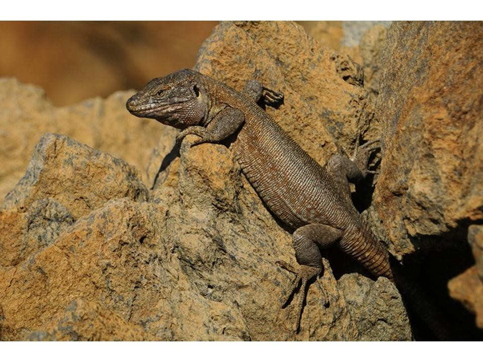 Lagarto gigante Tfe J Palmero