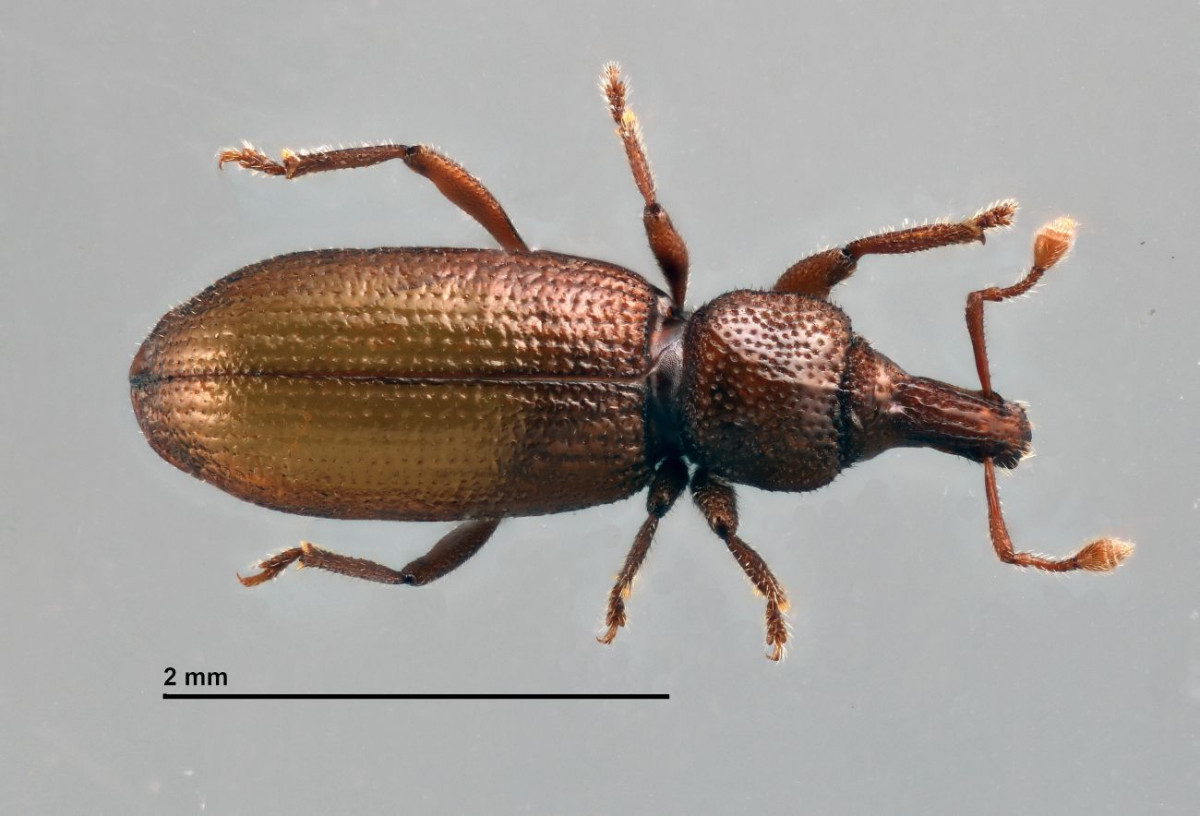 Baezia aranfaybo (holotype) (Foto A.Machado)