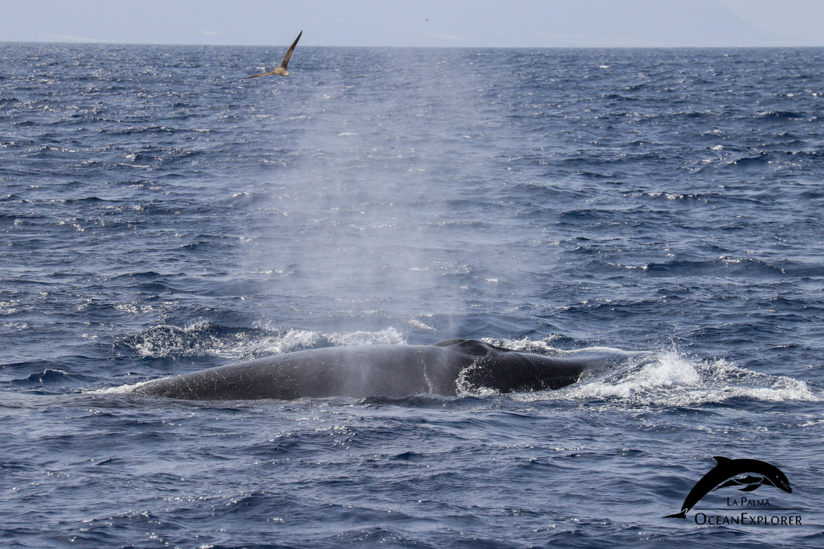 20210731 Sei whale OceanExplorer 11h (1)