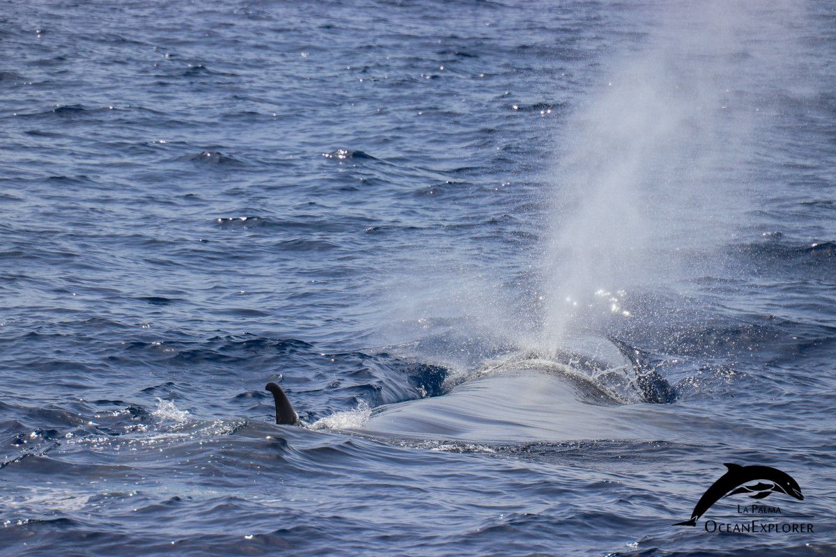 20210731 OceanExplorer B.borealis mum and calf (85)