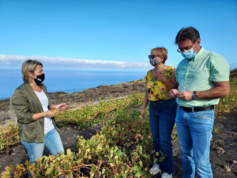Visita de la cosnejera Alicia Vanoostende a viñedos Fuencaliente1