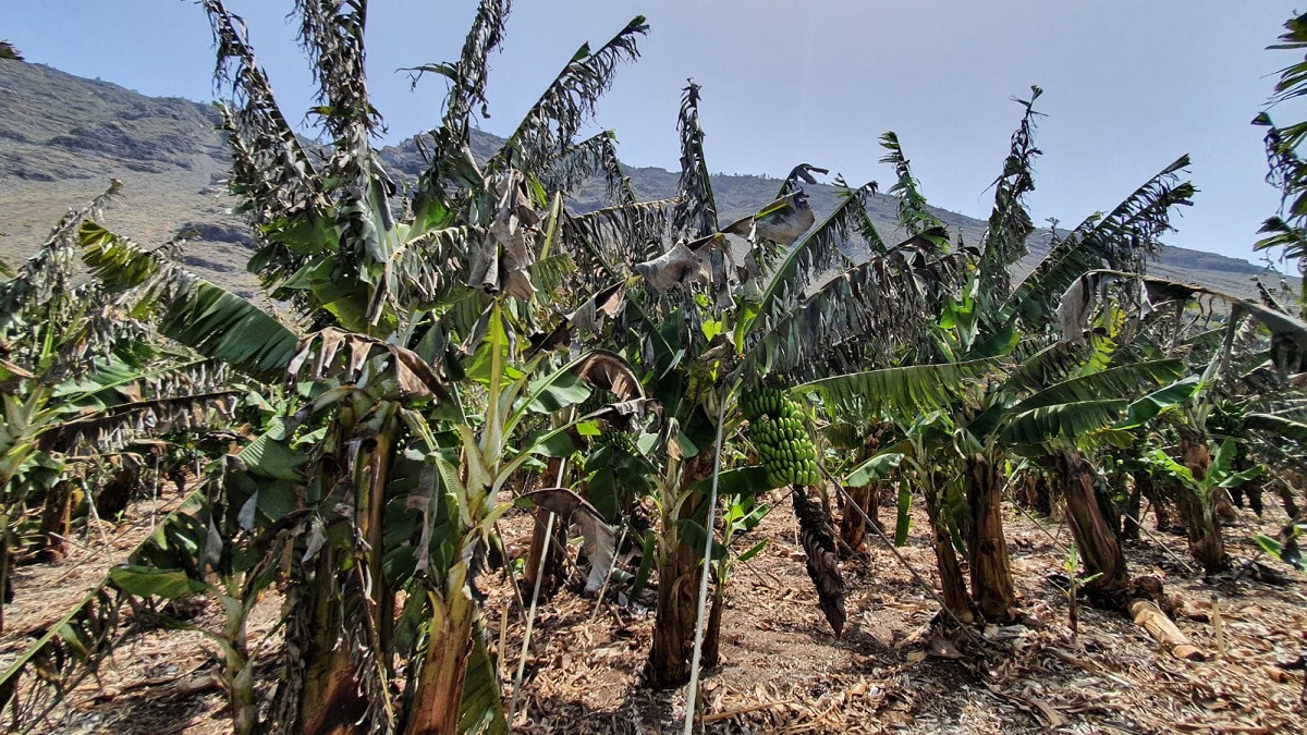 Agroseguro Ola de calor en La Palma