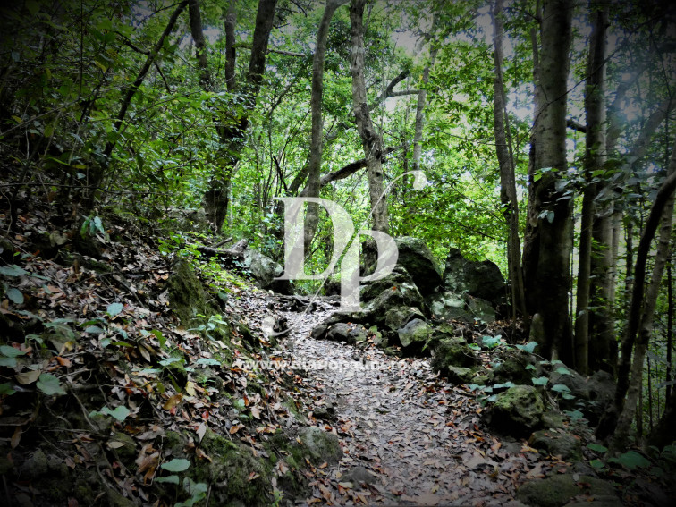 Bosque la Palma