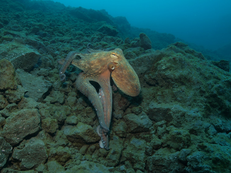 Foto 4 Imagen de un pulpo deslizándose por el nuevo sustrato rocoso