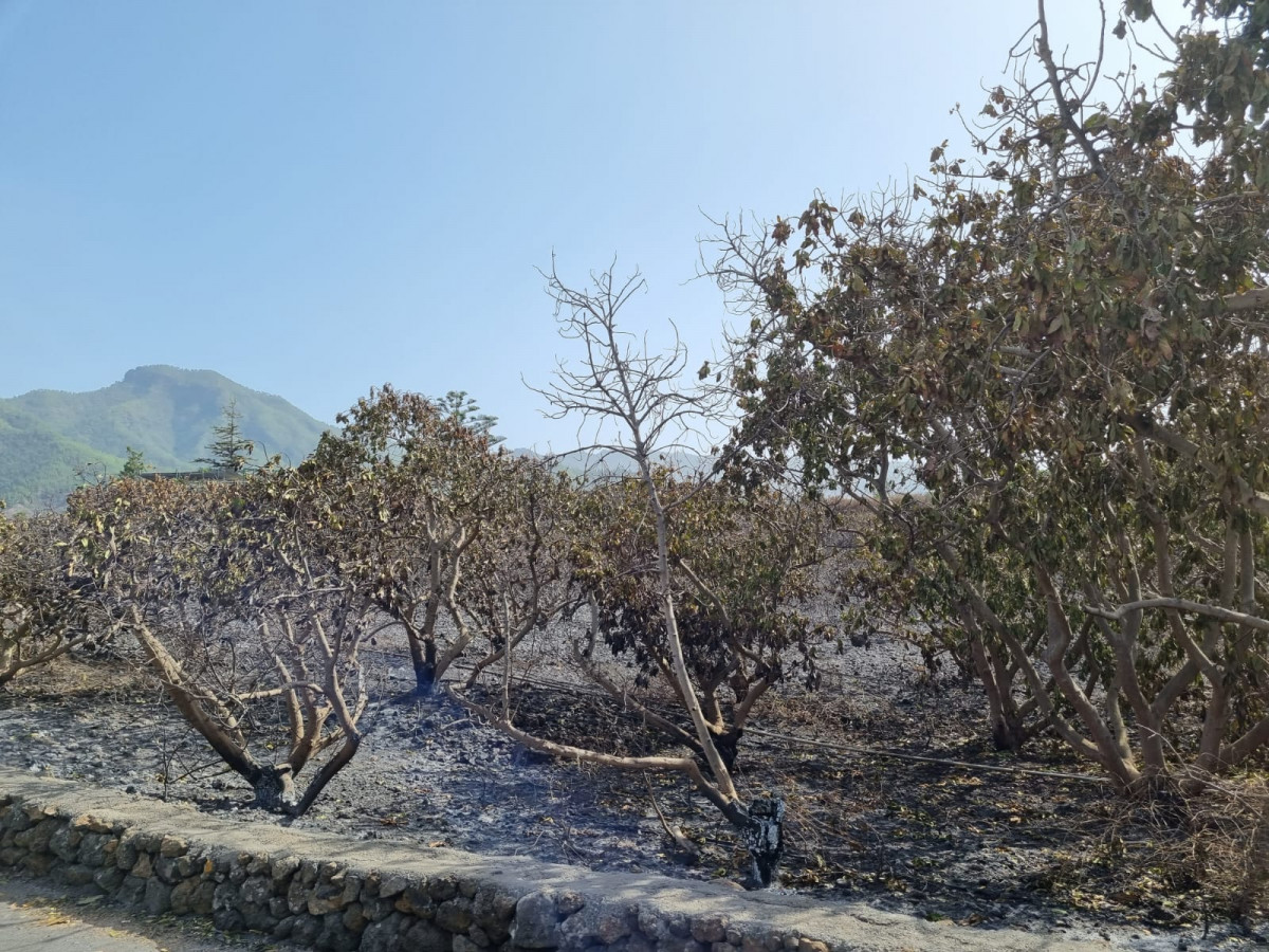 Zona afectada por el incendio El Paso, La Palma