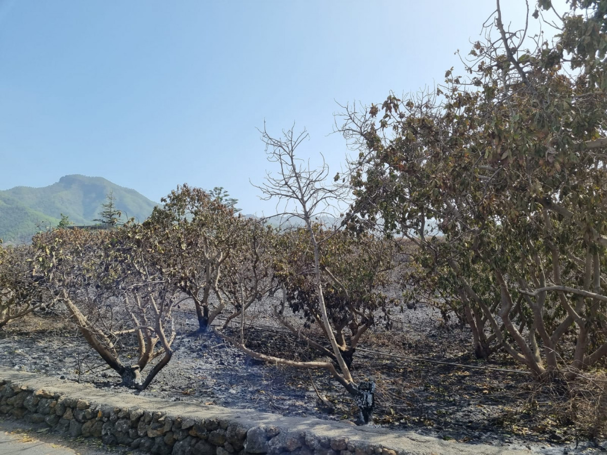 Incendio la Palma Diario Palmero