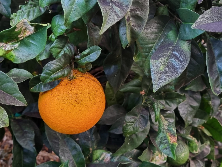 Cítricos afectados por la erupción volcánica en La Palma