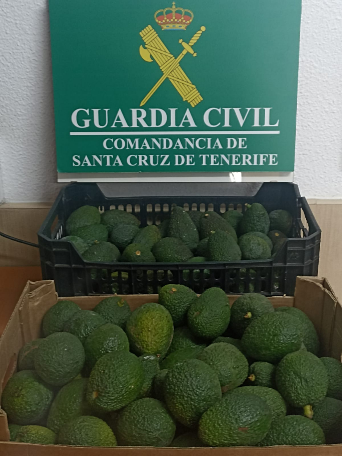 FOTOGRAFÍA DE LOS AGUACATES INTERVENIDOS
