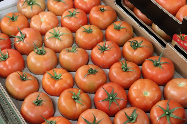 Tomate cultivado en Gran Canaria