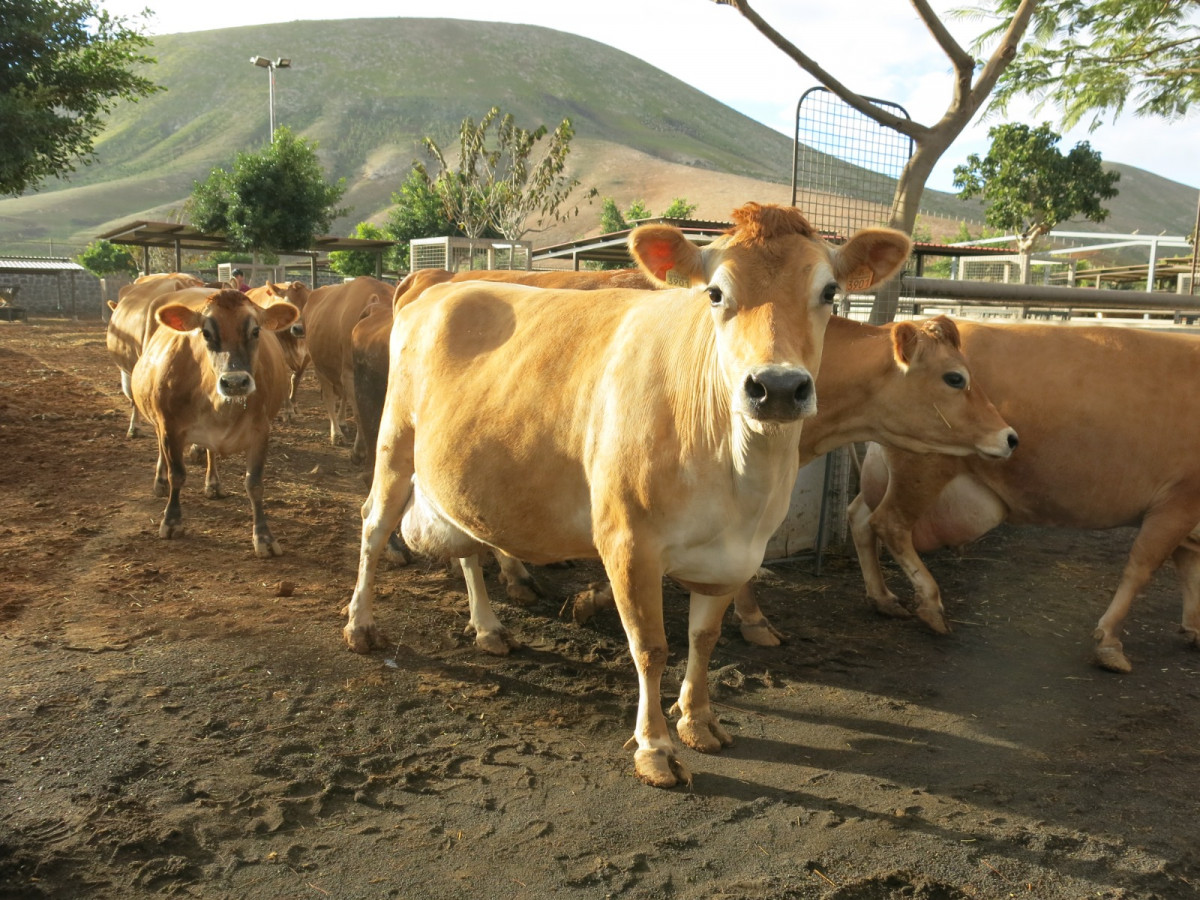 Vaca en explotación ganadera de Gran Canaria