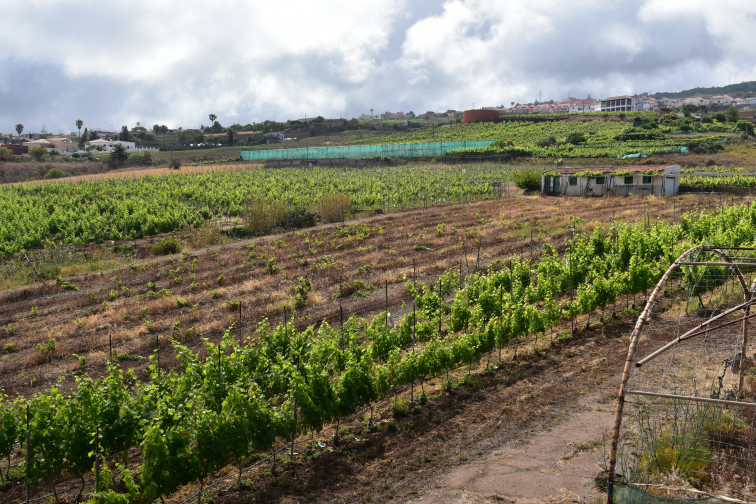 Viñedos en el norte de Tenerife