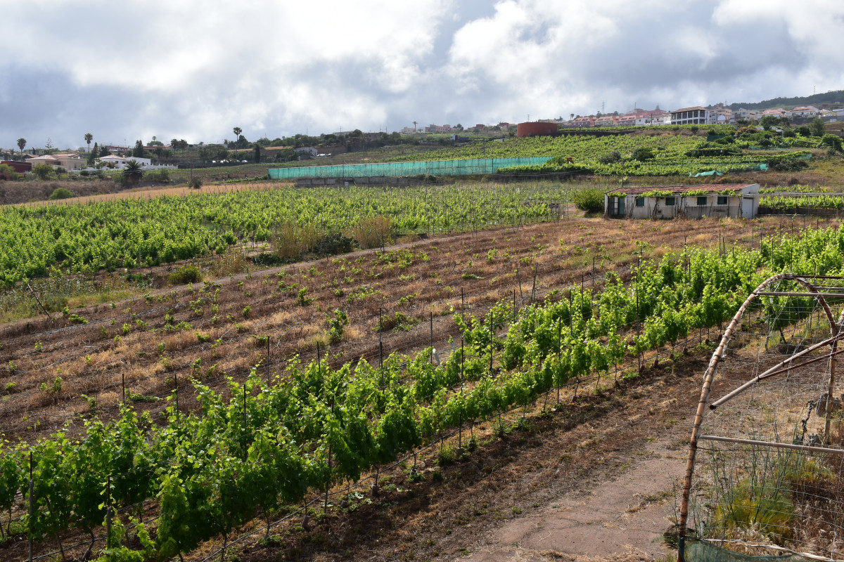 Viu00f1edos en el norte de Tenerife