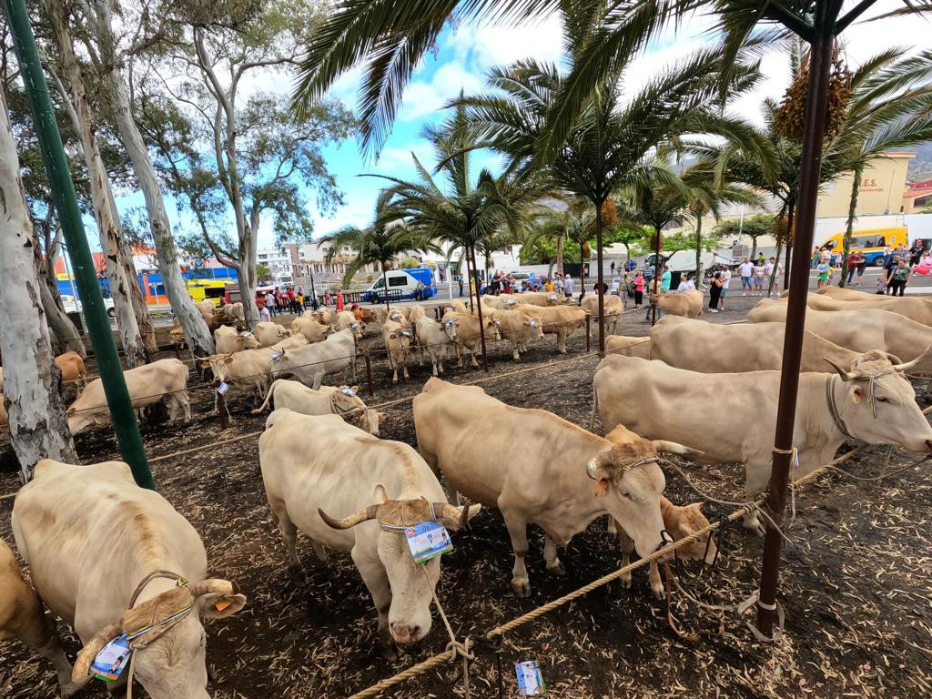 Ganado