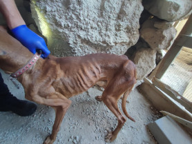 20230609MALTRATOANIMAL(5)