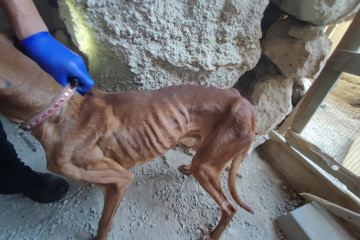 20230609MALTRATOANIMAL(5)