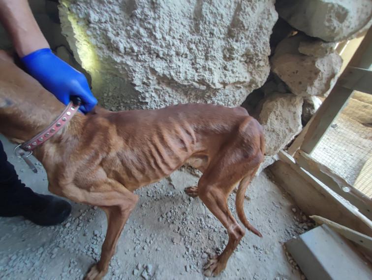 20230609MALTRATOANIMAL(5)