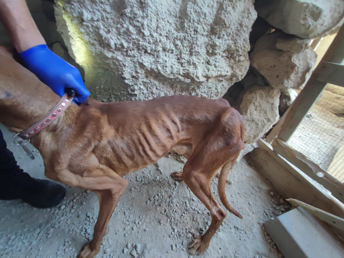 20230609MALTRATOANIMAL(5)