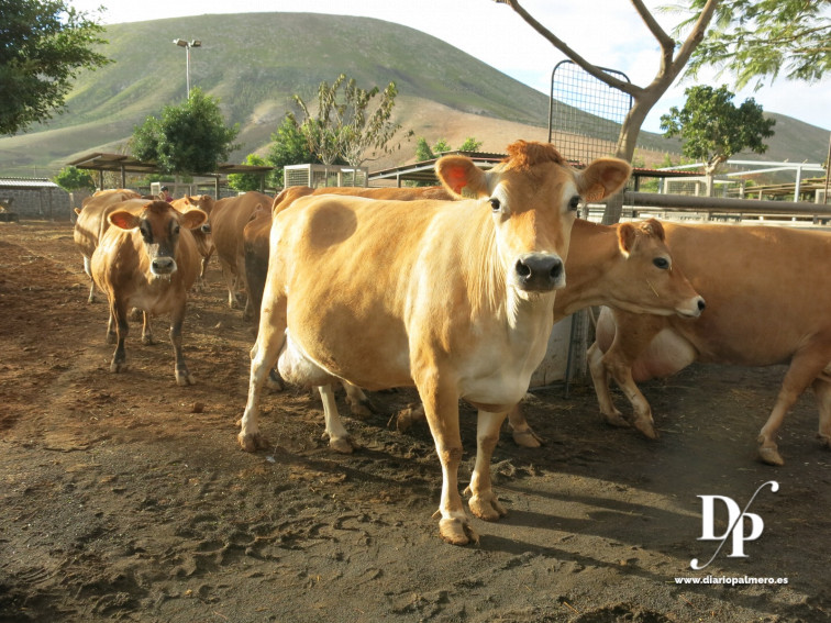 Vaca Diario Palmero