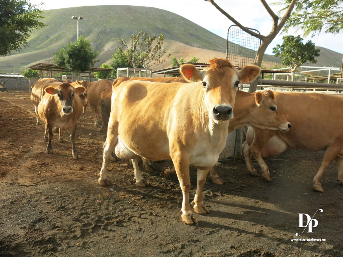 Vaca Diario Palmero