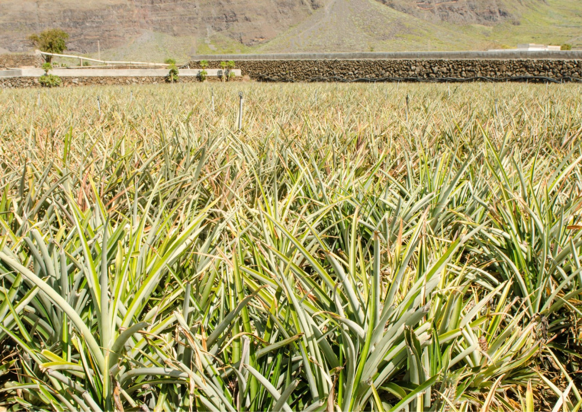 Cultivo de piu00f1a tropical en El Hierro