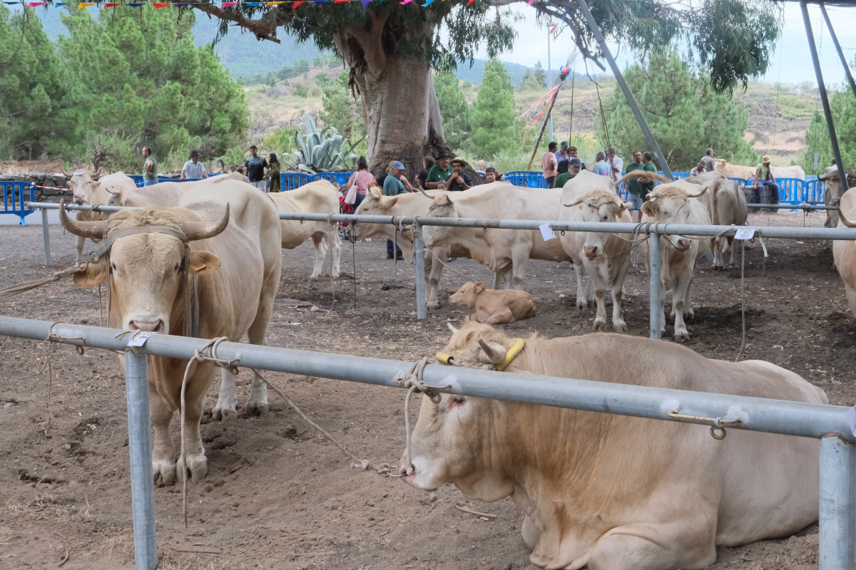 Feria de ganado