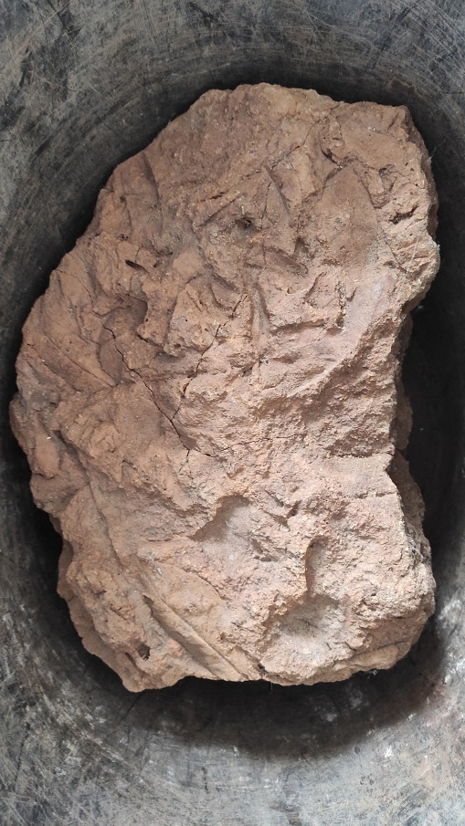 Macrofósil de hojas