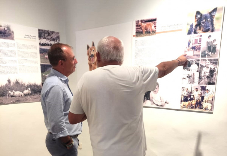 Exposición razas autóctonas palmeras (4)