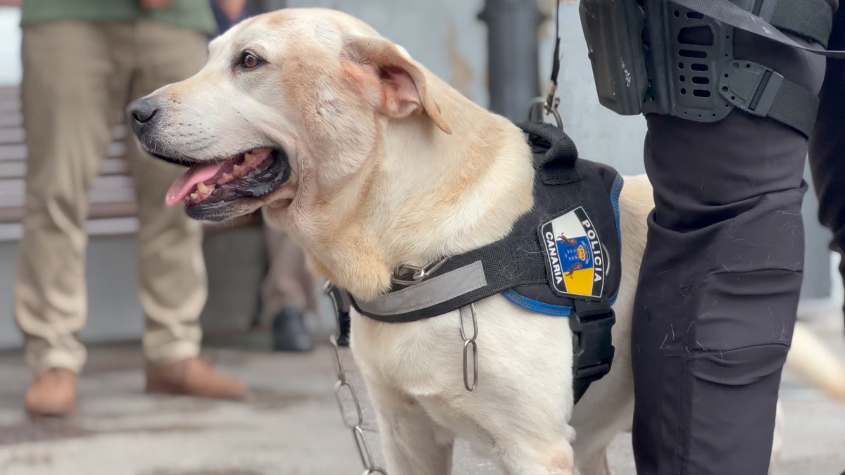 Foto Draco, agente canino K9, se jubila tras mu00e1s de diez au00f1os de servicio con la Policu00eda Local de Santa Cruz de La Palma