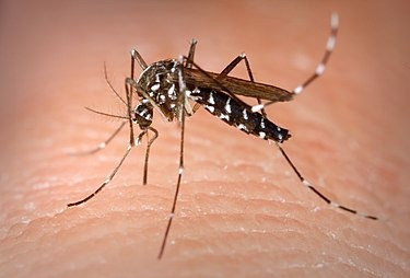 Mosquito Aedes albopictus