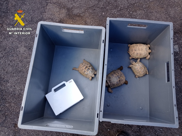 Tortugas rusas