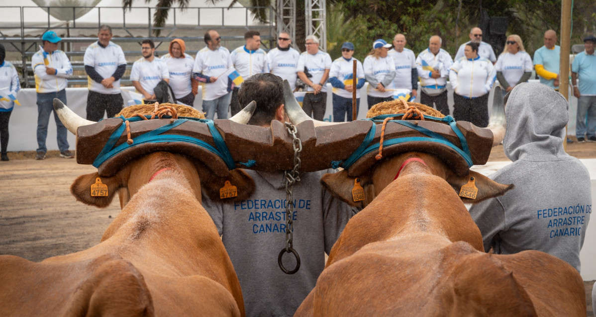 Vacas Diario Palmero