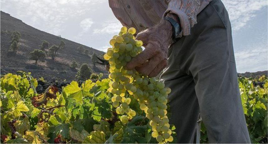 Bodegas Carballo Diario Palmero 