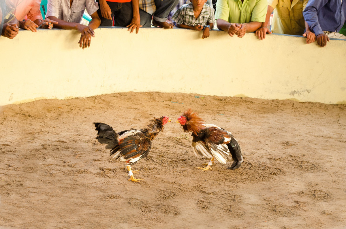 Pelea de Gallos Diario Palmero 
