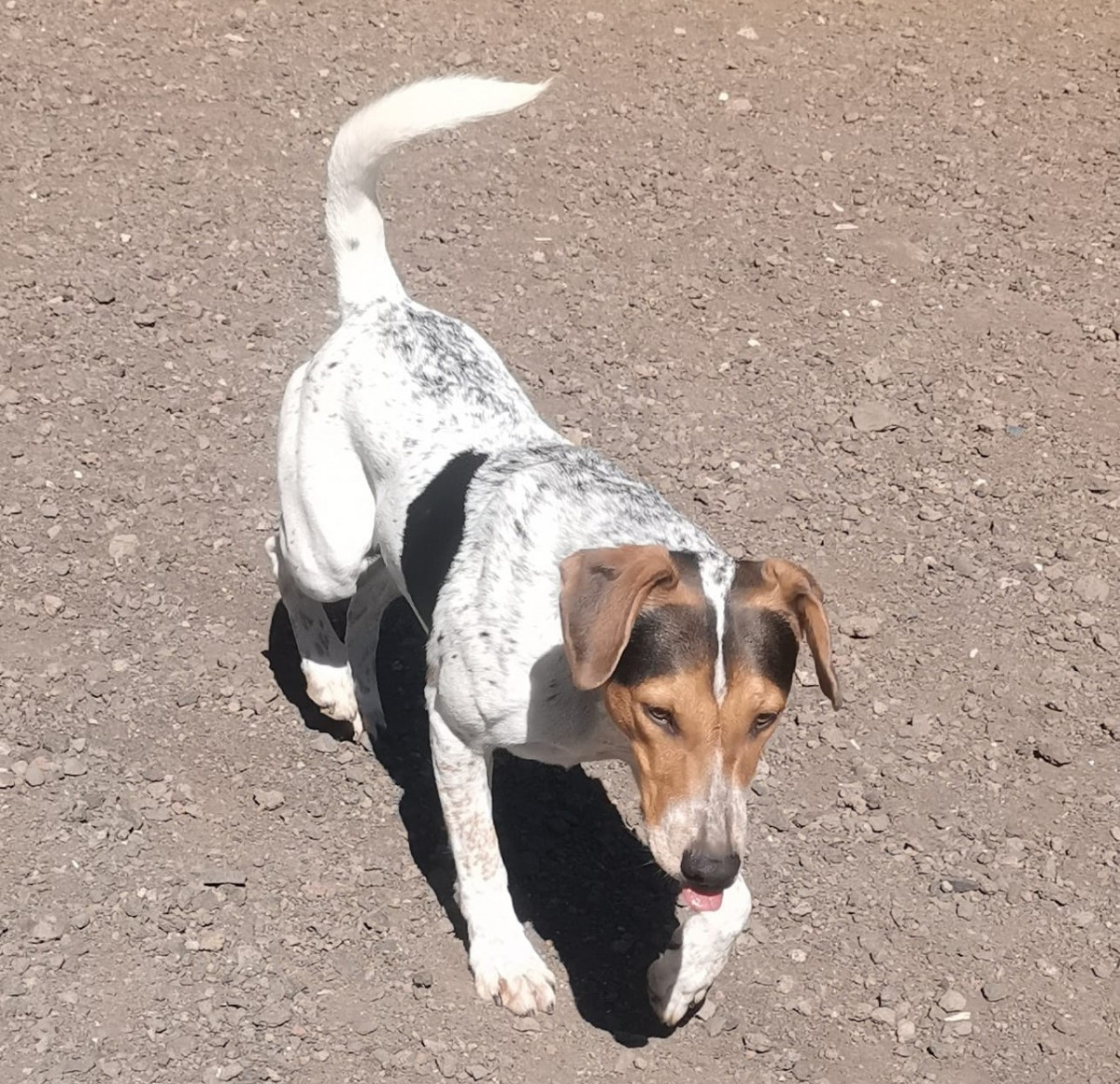 Perro Diario Palmero 