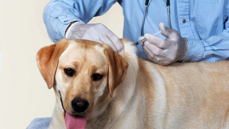 VACUNA ANTIRRABICA CANINOS MEDICINA VETERINARIA PET INDUSTRY