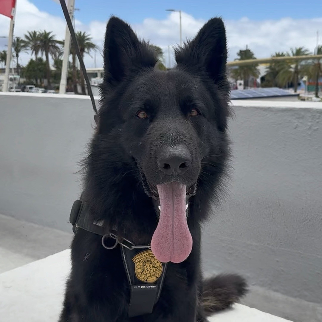 La Policu00eda Local de Santa Cruz de La Palma incorpora a un nuevo agente canino K9